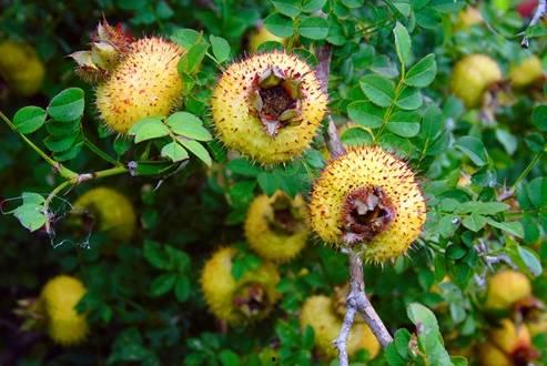 刺梨吃瓜配方大全视频,解锁美味新食尚