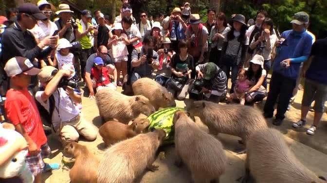 吃瓜视频水豚比赛,吃瓜群众见证萌宠竞技盛宴