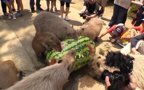 吃瓜视频水豚比赛,吃瓜群众见证萌宠竞技盛宴