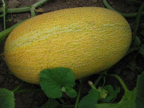 伏天吃哈密瓜好吗视频,清凉解暑的夏日美食推荐