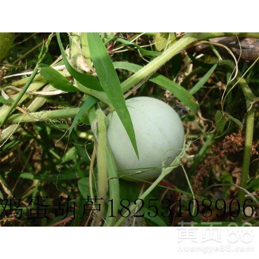 吃鸡葫芦瓜视频大全,趣味横生的美食挑战盛宴