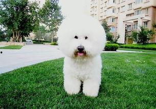 比熊可以吃蜜瓜么嘛视频,安全与注意事项