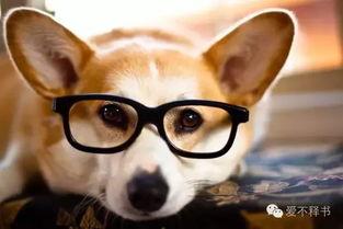 眼镜二狗吃瓜视频,揭秘娱乐圈幕后故事