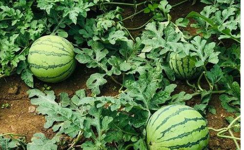 汶上吃瓜事件视频最新版,最新视频揭露惊人真相，网友热议不断