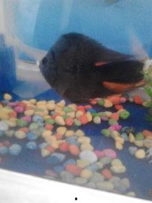 小鱼吃跳舞瓜视频,萌趣互动萌翻网友