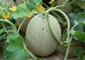 欣姐吃哈密瓜的视频,欣姐畅享哈密瓜美味时光