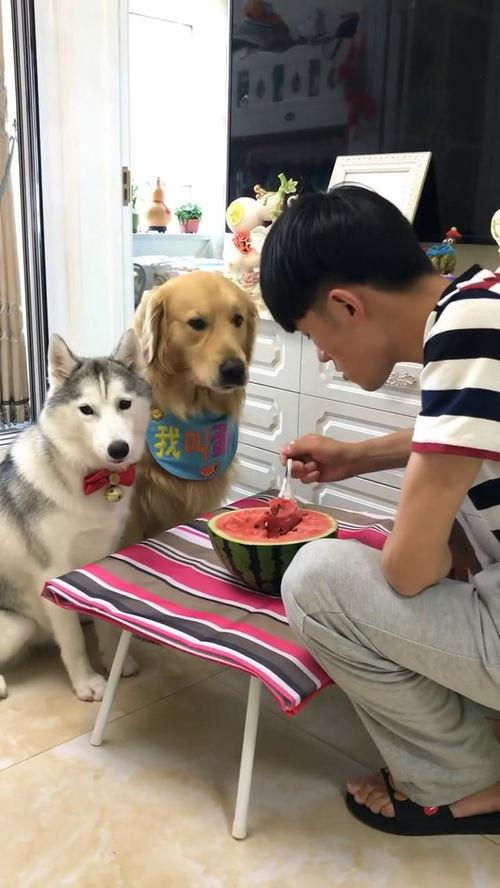 萌宠吃瓜游戏攻略视频,轻松解锁游戏乐趣