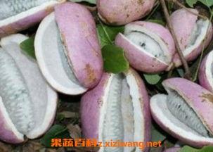 刘二娃吃八月瓜视频,解锁乡村美味新体验