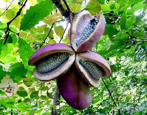 刘二娃吃八月瓜视频,解锁乡村美味新体验