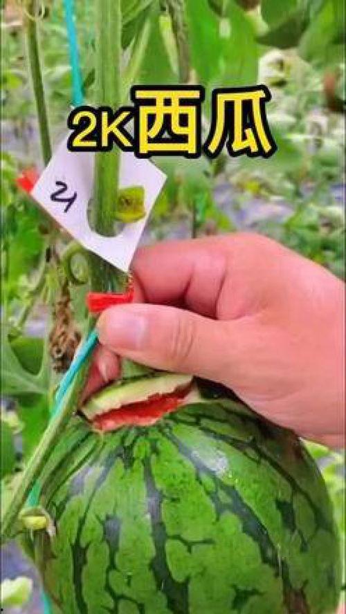 吃瓜视频壁纸图片大全,高清壁纸图片大全