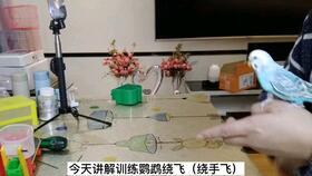 小猫吃板栗瓜好吗视频,揭秘板栗瓜对猫咪的益处与风险 第2张 小猫吃板栗瓜好吗视频,揭秘板栗瓜对猫咪的益处与风险 第2张