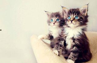 小猫吃板栗瓜好吗视频,揭秘板栗瓜对猫咪的益处与风险 第3张 小猫吃板栗瓜好吗视频,揭秘板栗瓜对猫咪的益处与风险 第3张