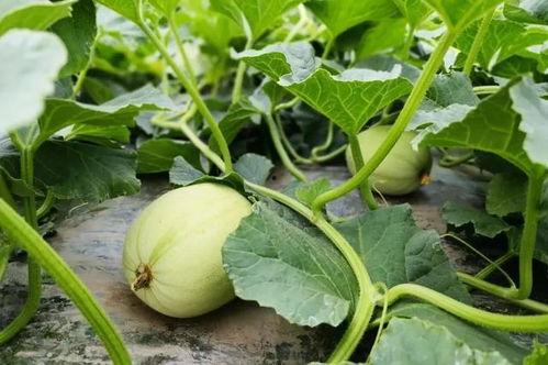 北湖吃瓜原视频,揭秘幕后真相，带你走进事件核心