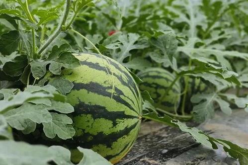 北湖吃瓜原视频,揭秘幕后真相，带你走进事件核心