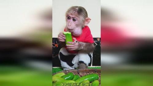 猴吃瓜搞笑视频软件下载,欢乐无限，下载即享欢乐时光
