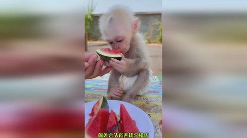 猴吃瓜搞笑视频软件下载,欢乐无限，下载即享欢乐时光