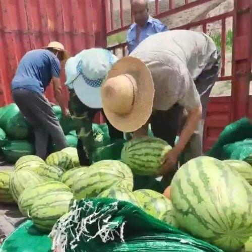 吃瓜群众发的视频,揭秘吃瓜群众视频背后的惊人真相