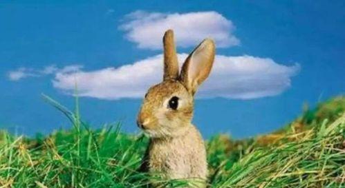 宠物兔吃瓜视频播放,欢乐无限，视频播放量飙升！