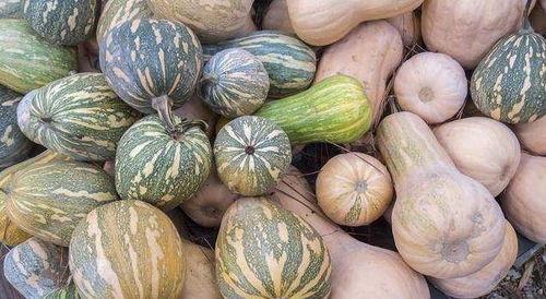 面瓜几天吃一次合适呢视频,健康饮食的黄金比例