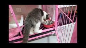 直播录屏吃瓜视频,吃瓜群众的狂欢现场