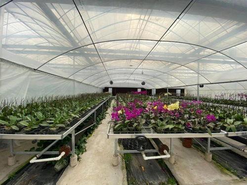 大棚吃瓜的视频,揭秘视频中的甜蜜瓜果之旅