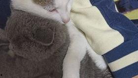 小猫吃瓜脆脆的原视频,萌态十足引网友爆笑