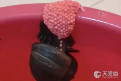 吃木鳖瓜死亡案例视频,食用木鳖瓜致人死亡，揭秘致命瓜果真相