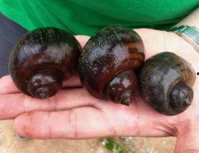 吃木鳖瓜死亡案例视频,食用木鳖瓜致命案例引发食品安全关注