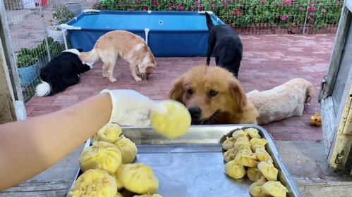 狗吃鸡瓜的视频,趣味视频记录狗吃鸡瓜全过程