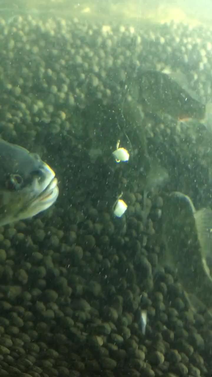 双鱼吃瓜视频,揭秘娱乐圈幕后真相