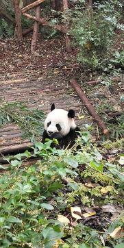 大熊猫圆梦吃瓜视频大全,瓜果飘香的视频盛宴