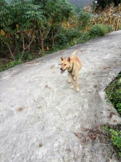 看戏吃瓜遛狗直播间视频,趣味生活瞬间捕捉