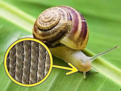 蜗牛吃葫芦瓜视频大全,趣味视频大盘点