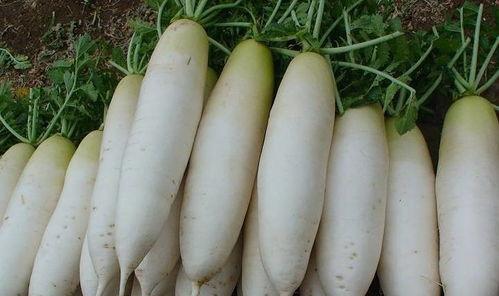 白方瓜怎么吃最好吃视频,视频教你如何吃出最佳口感